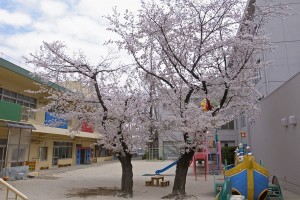 同朋幼稚園の桜